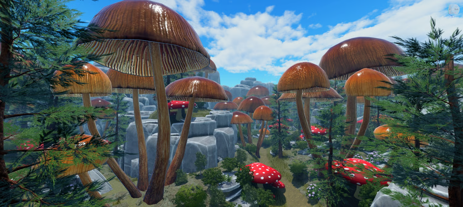 Small mushrooms and bushes across the forest floor