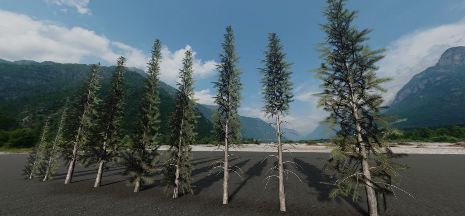 Nine pine tree variations with different heights