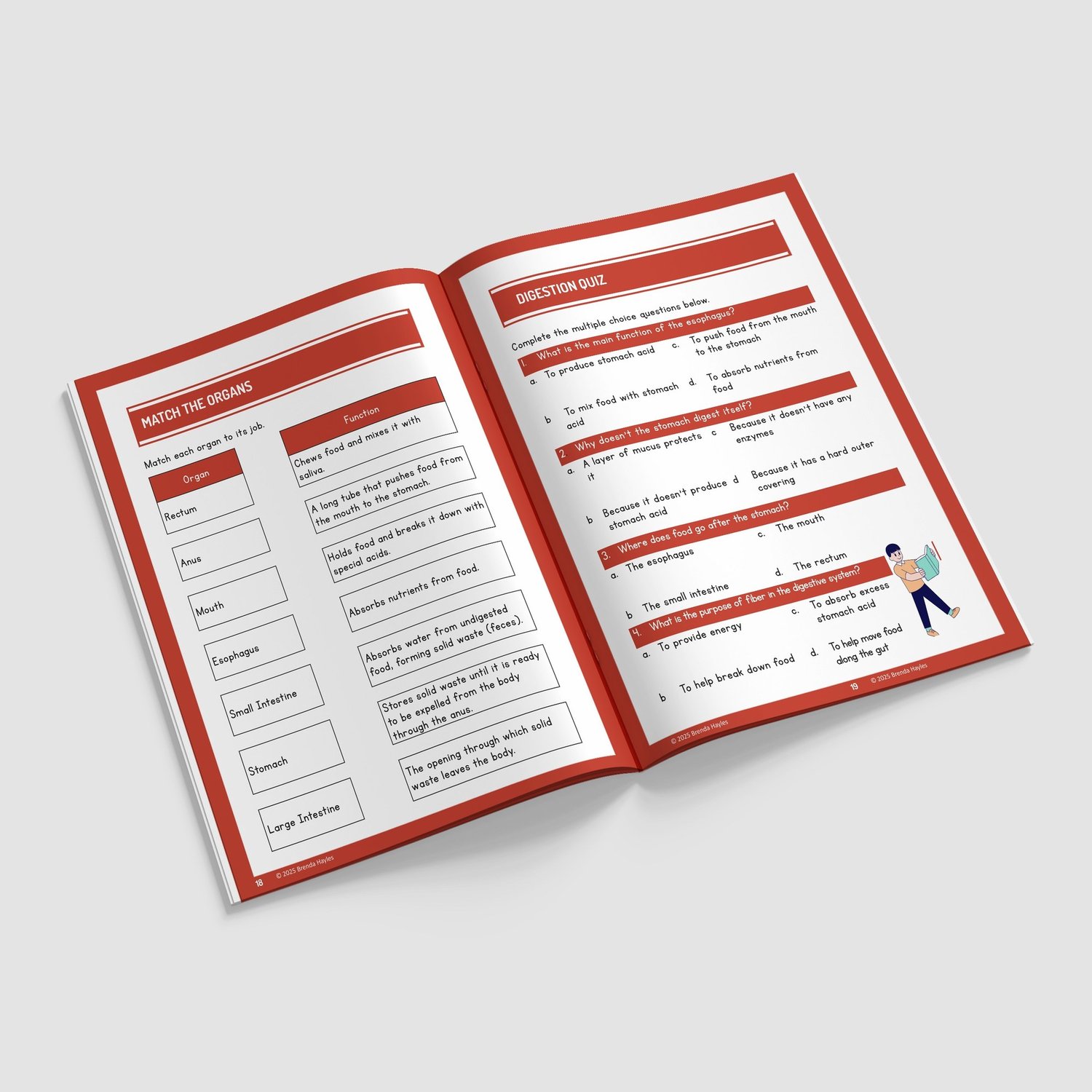 Animals Including Humans Science Worksheets and Workbook | Grades 4-6 | NGSS Aligned | Digestion Practice: preview page 4 of 4