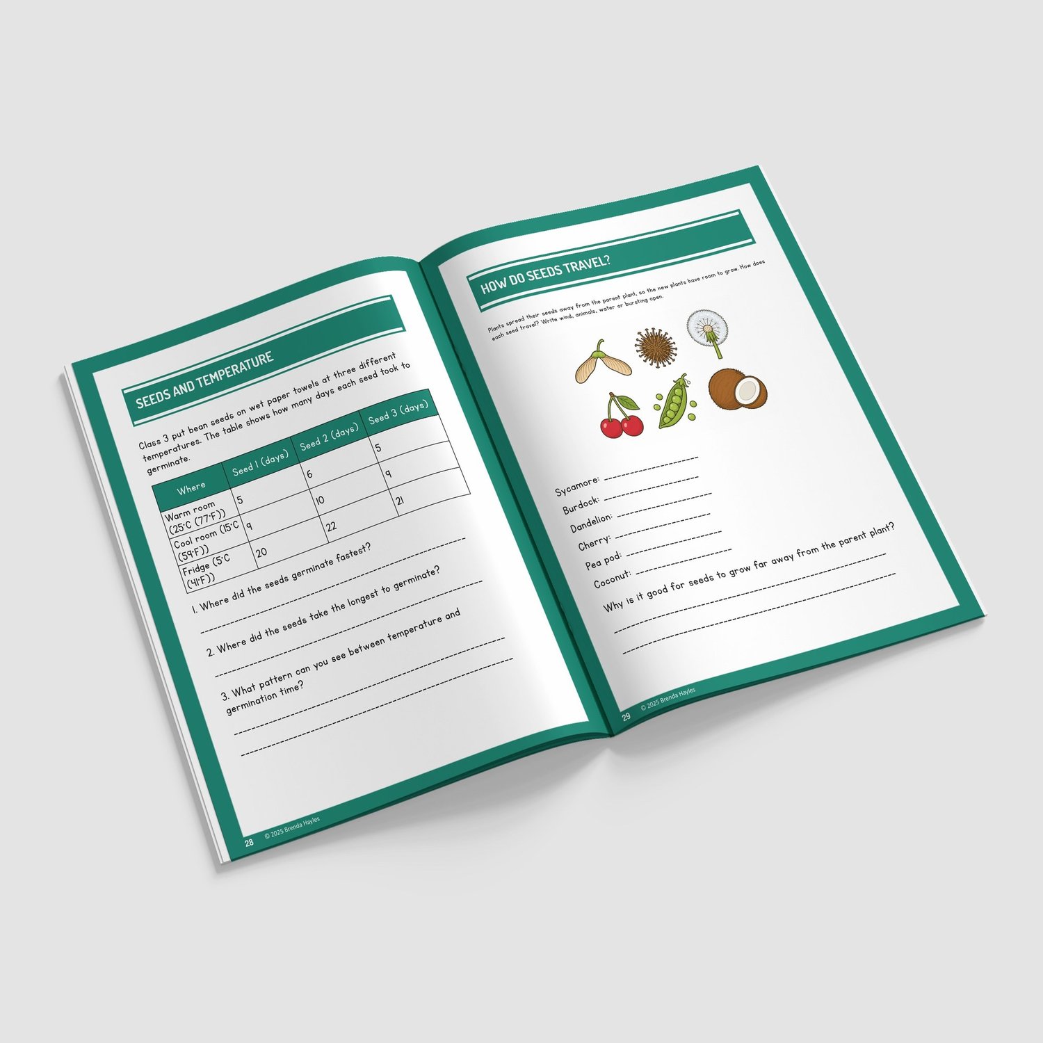 Plants Science Worksheets and Workbook | Grades 2-4 | NGSS Aligned | Water Movement and Pollination: preview page 4 of 4