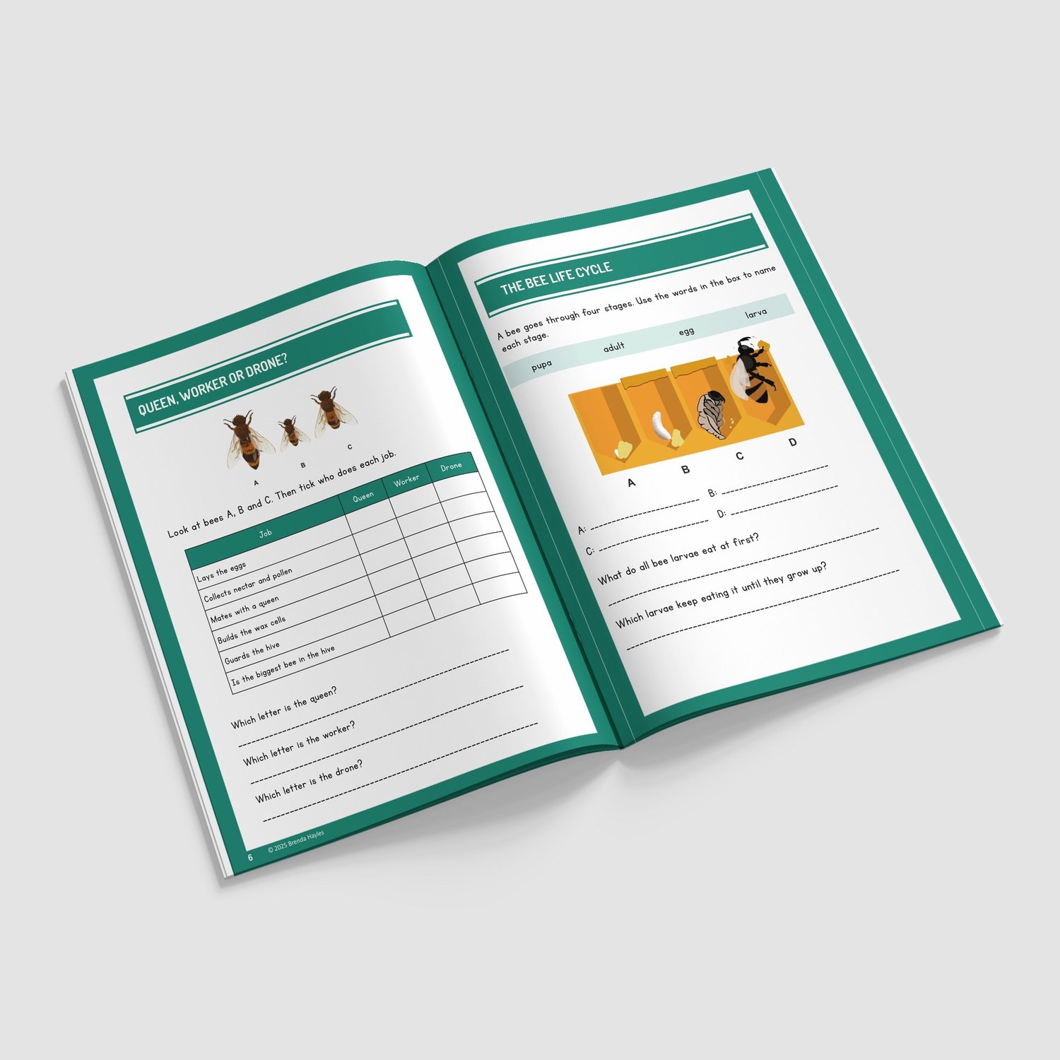 The Bee Project Science Worksheets and Workbook | Grades 2-4 | NGSS Aligned | Hive Life and Honey Flow: preview page 2 of 4