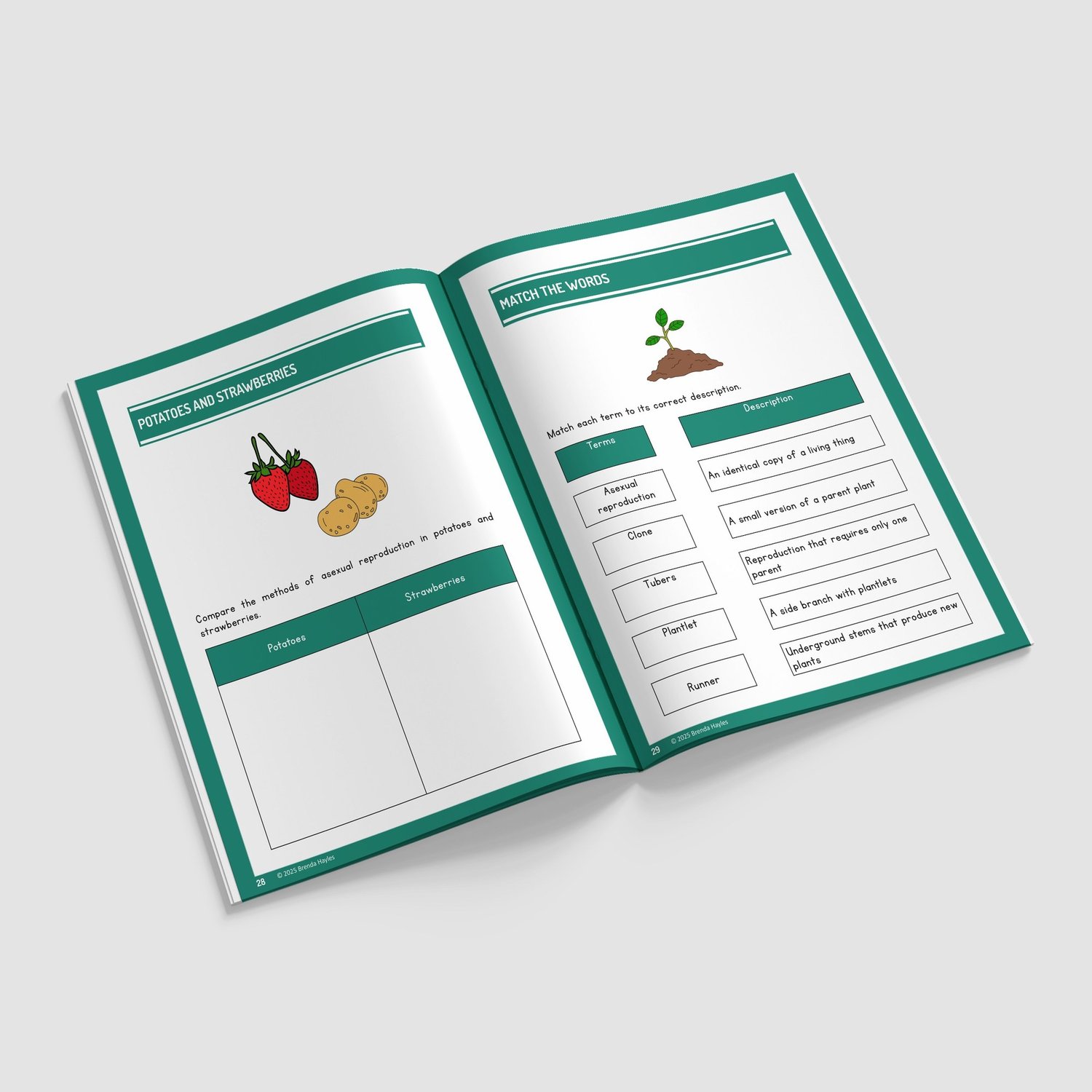 Living Things and Their Habitats Worksheets and Workbook | Grades 3-4 | NGSS Aligned | Life Cycles: preview page 4 of 4