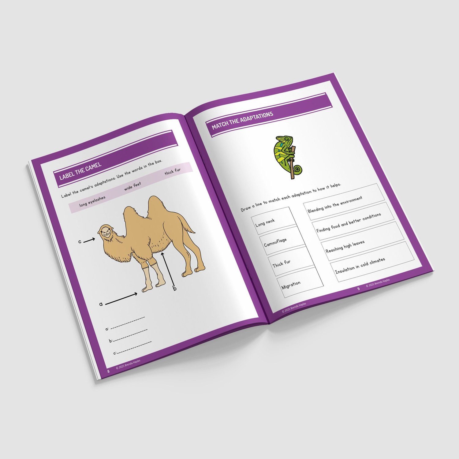 Evolution and Inheritance Worksheets and Workbook | Grades 3-5 | NGSS Aligned | Fossil Data: preview page 2 of 4