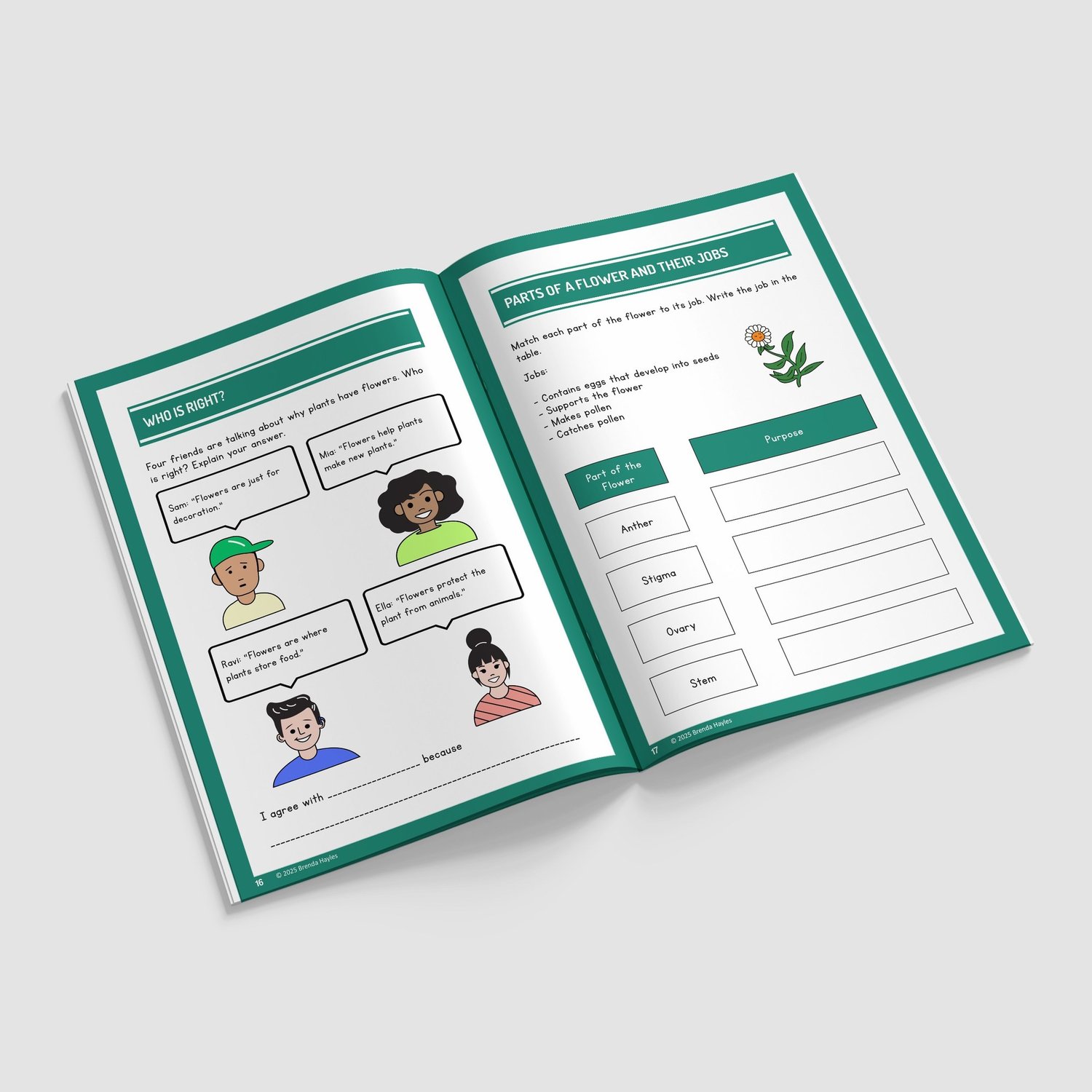 Plants Year 3 Worksheet with Answers | KS2 Plant Parts, Water Transport, Life Cycles Workbook: preview page 3 of 4