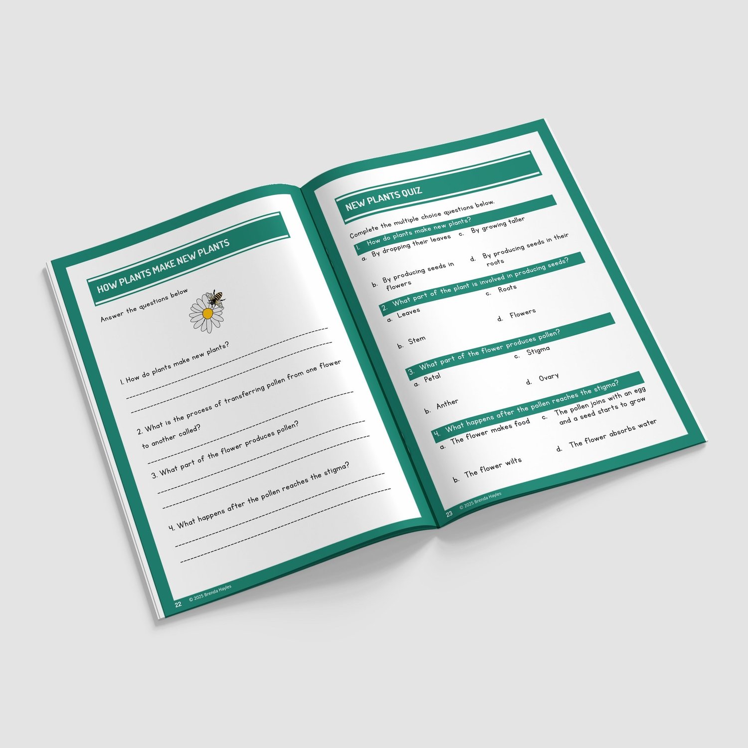 Plants Year 3 Worksheet with Answers | KS2 Plant Parts, Water Transport, Life Cycles Workbook: preview page 4 of 4