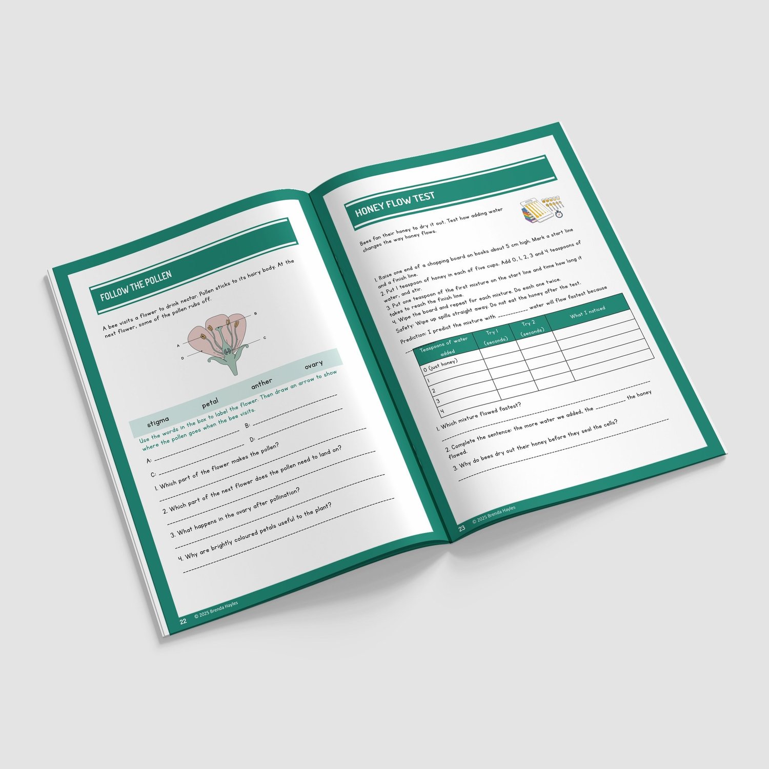 The Bee Project Year 3 Worksheet with Answers | KS2 Science Workbook: preview page 4 of 4