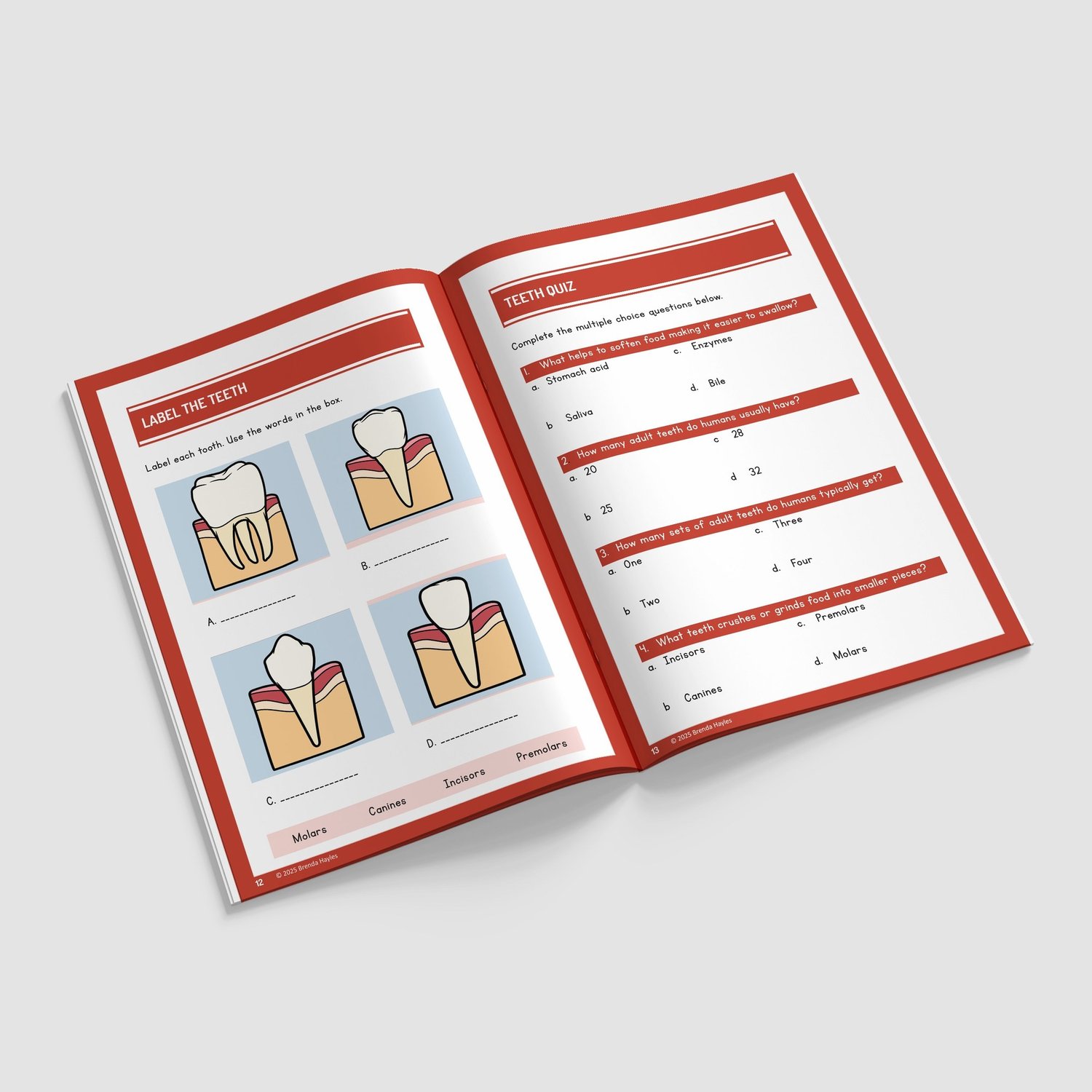 Animals Including Humans Year 4 Worksheet with Answers | KS2 Science Workbook: preview page 3 of 4