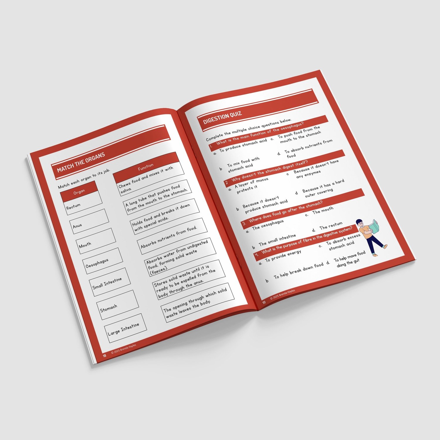 Animals Including Humans Year 4 Worksheet with Answers | KS2 Science Workbook: preview page 4 of 4