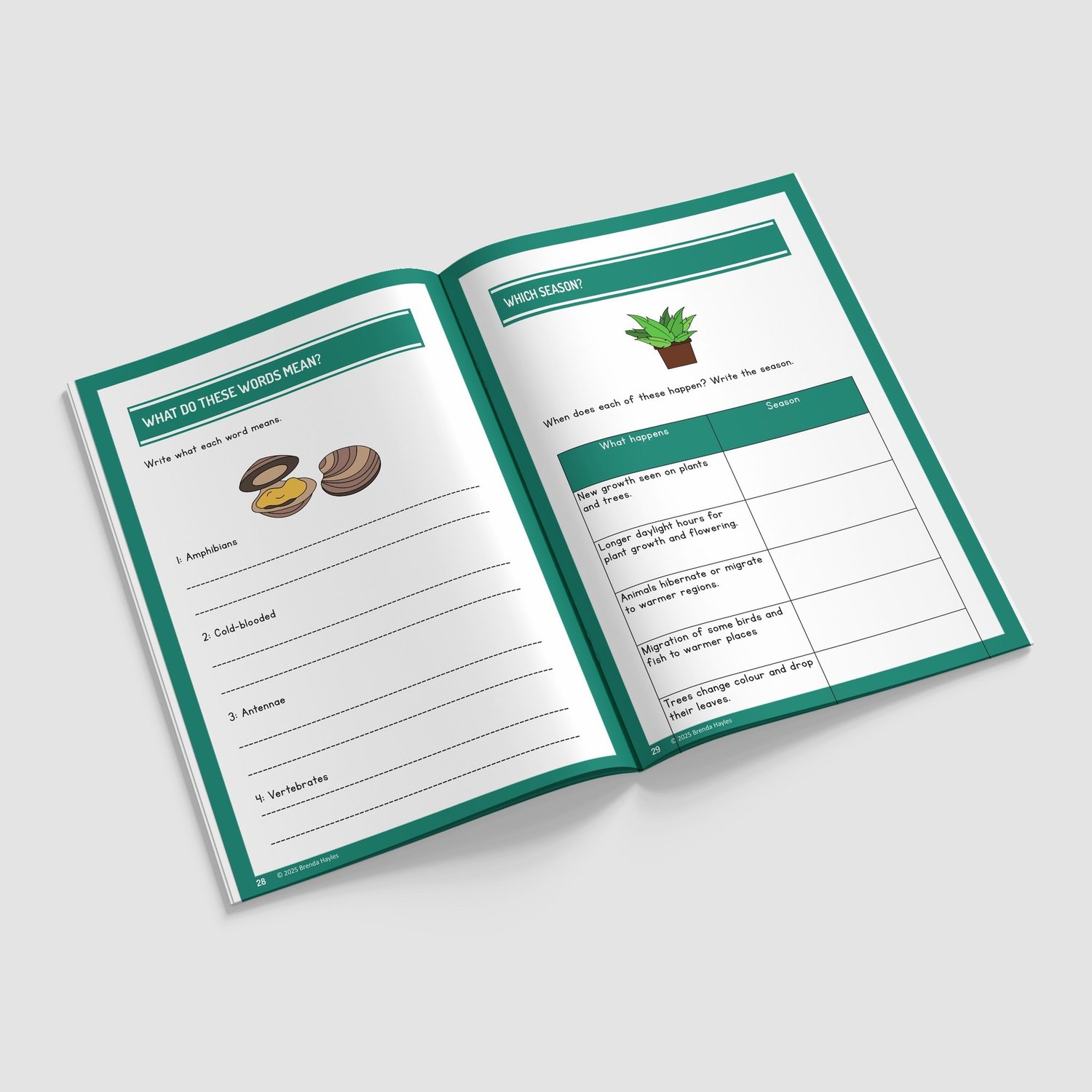 Living Things and Habitats Year 4 Worksheet with Answers | KS2 Classification Workbook: preview page 4 of 4