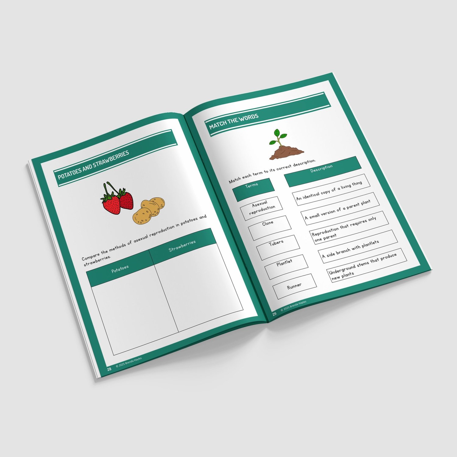Living Things and Their Habitats Year 5 Worksheet with Answers | KS2 Science Workbook: preview page 4 of 4