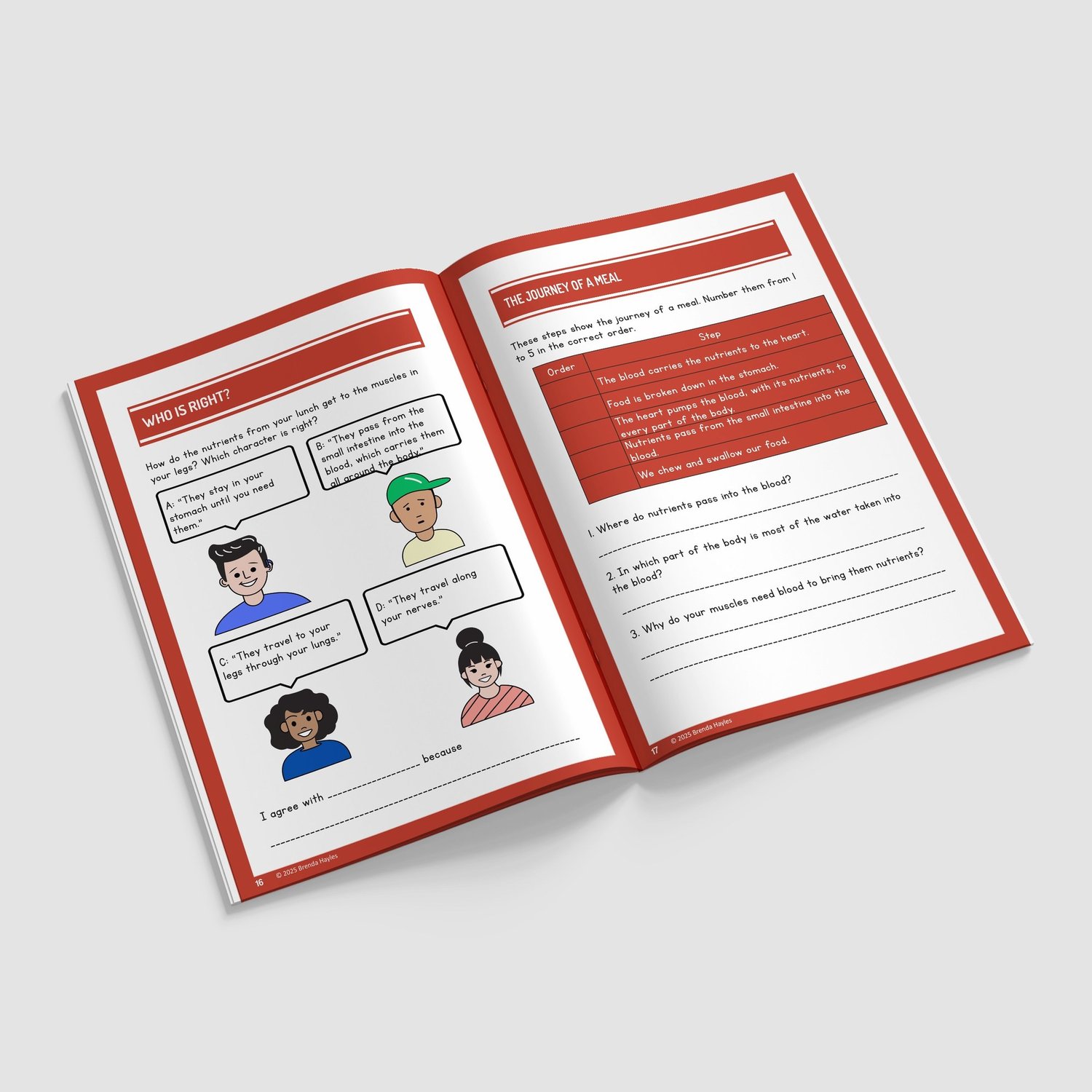 Animals Including Humans Year 6 Worksheet with Answers | KS2 Science Workbook: preview page 4 of 4