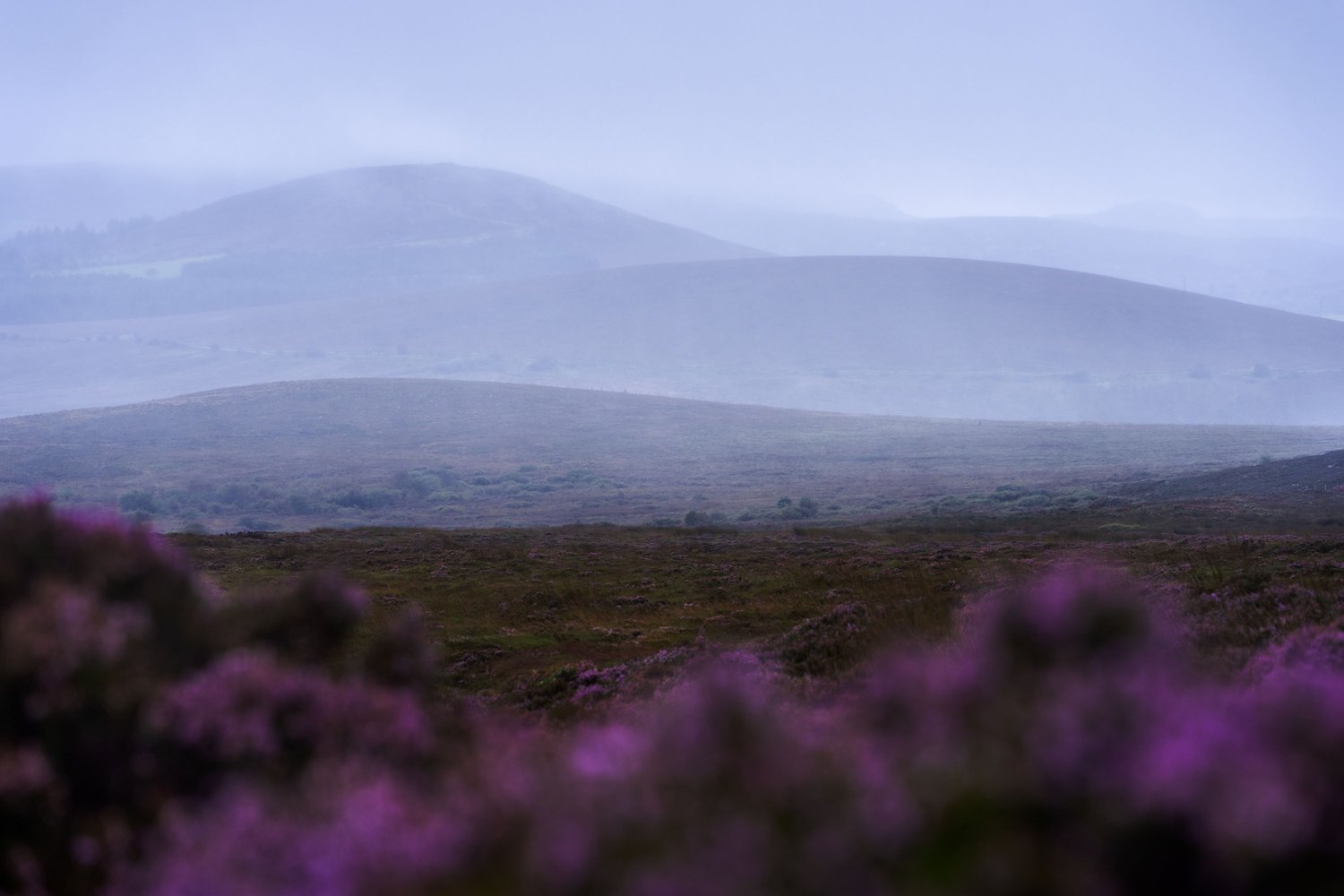 Ireland The Devils Backbone landscape photography moody hilly 1 fog low clouds heather