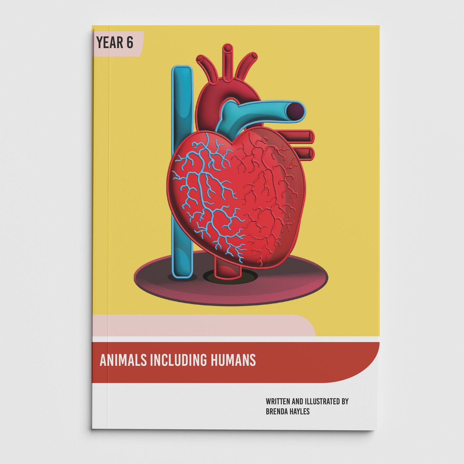 Animals Including Humans Year 6 Booklet | KS2 Science Knowledge Book: Heart, Circulation: cover