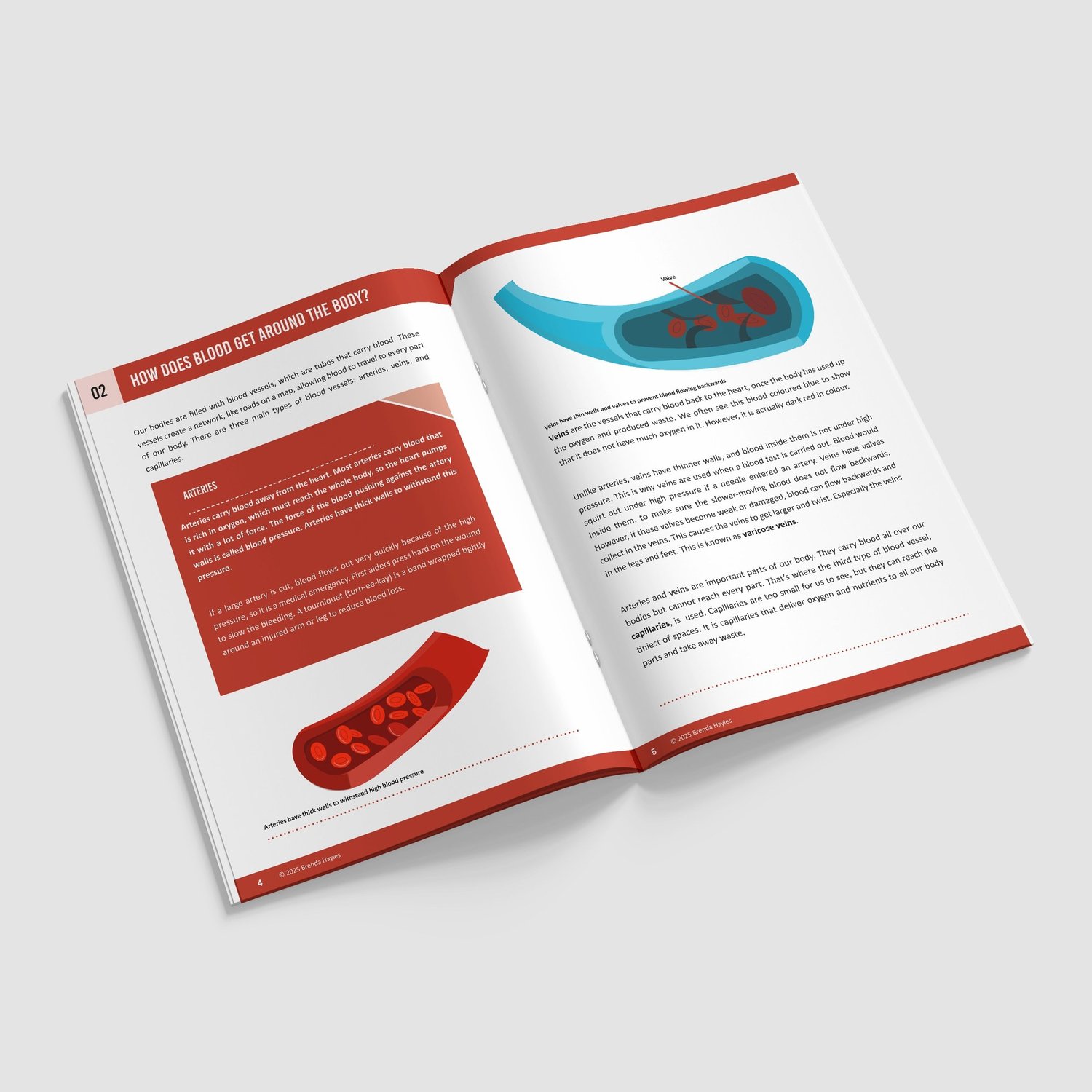 Animals Including Humans Year 6 Booklet | KS2 Science Knowledge Book: Heart, Circulation: preview page 2 of 4