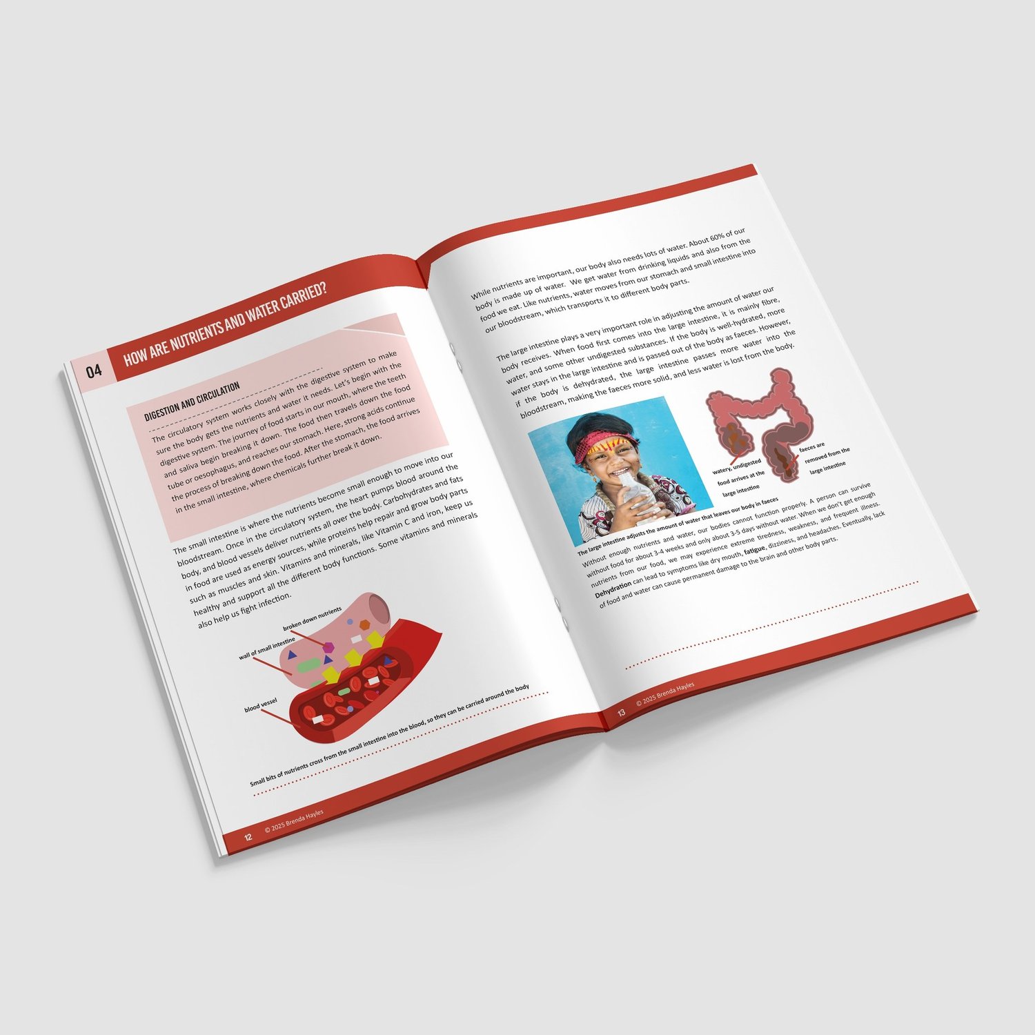 Animals Including Humans Year 6 Booklet | KS2 Science Knowledge Book: Heart, Circulation: preview page 4 of 4