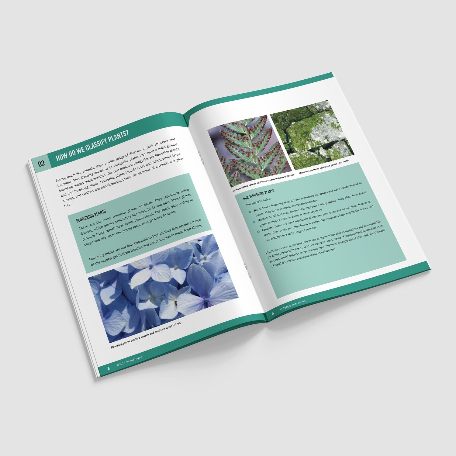 Living Things and Their Habitats Year 6 Booklet | KS2 Science Knowledge Book: Classification, Carl Linnaeus, Microorganisms: preview page 2 of 4