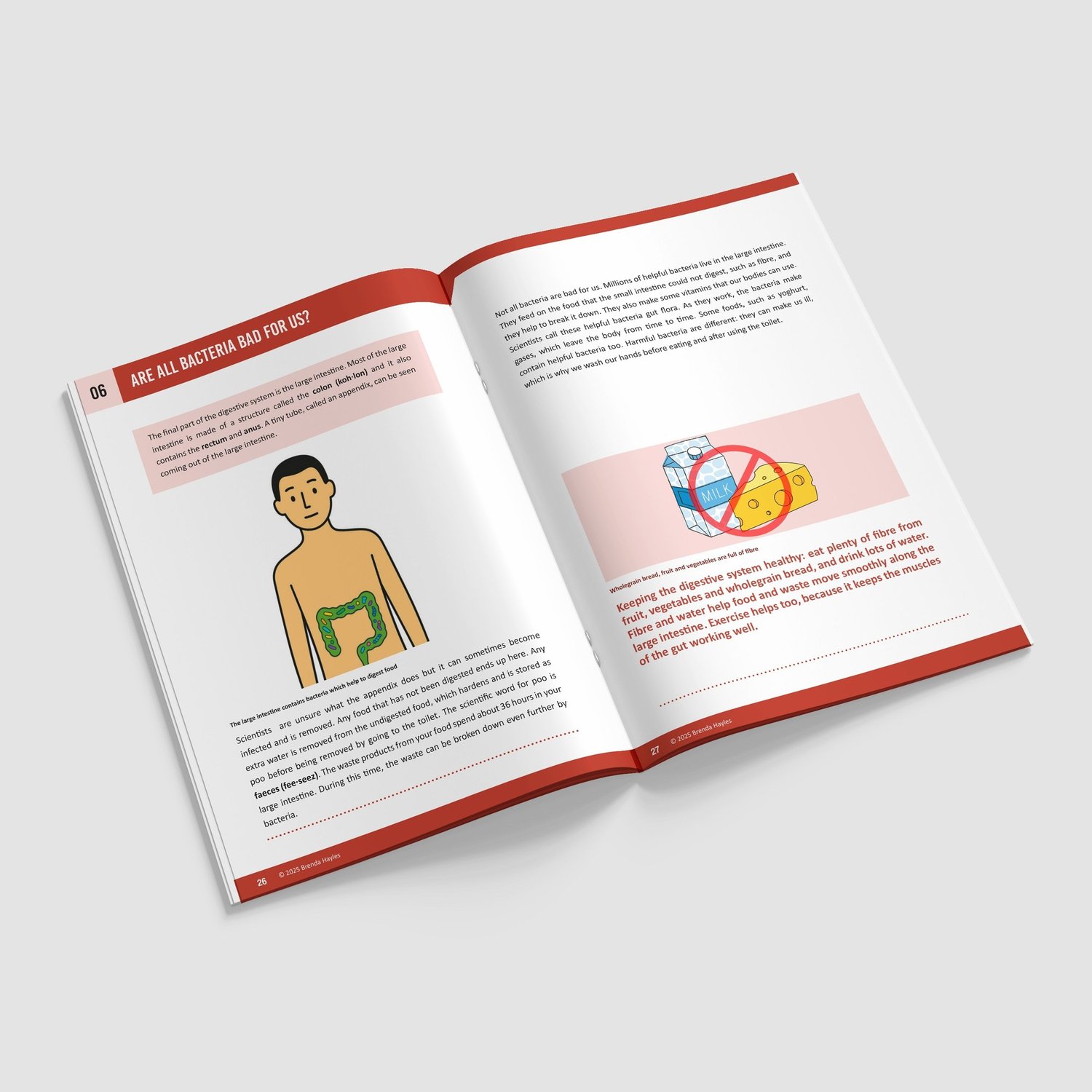 Animals Including Humans Year 4 Booklet | KS2 Science Knowledge Book: Digestion, Teeth: preview page 4 of 4