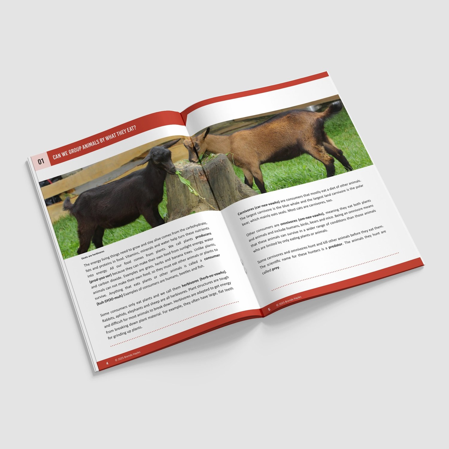 Animals Including Humans Year 4 Booklet | KS2 Science Knowledge Book: Digestion, Teeth: preview page 2 of 4