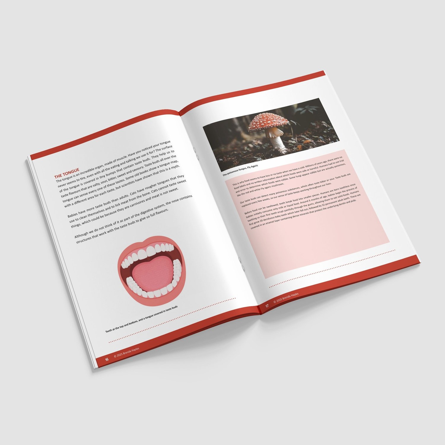 Animals Including Humans Year 4 Booklet | KS2 Science Knowledge Book: Digestion, Teeth: preview page 3 of 4
