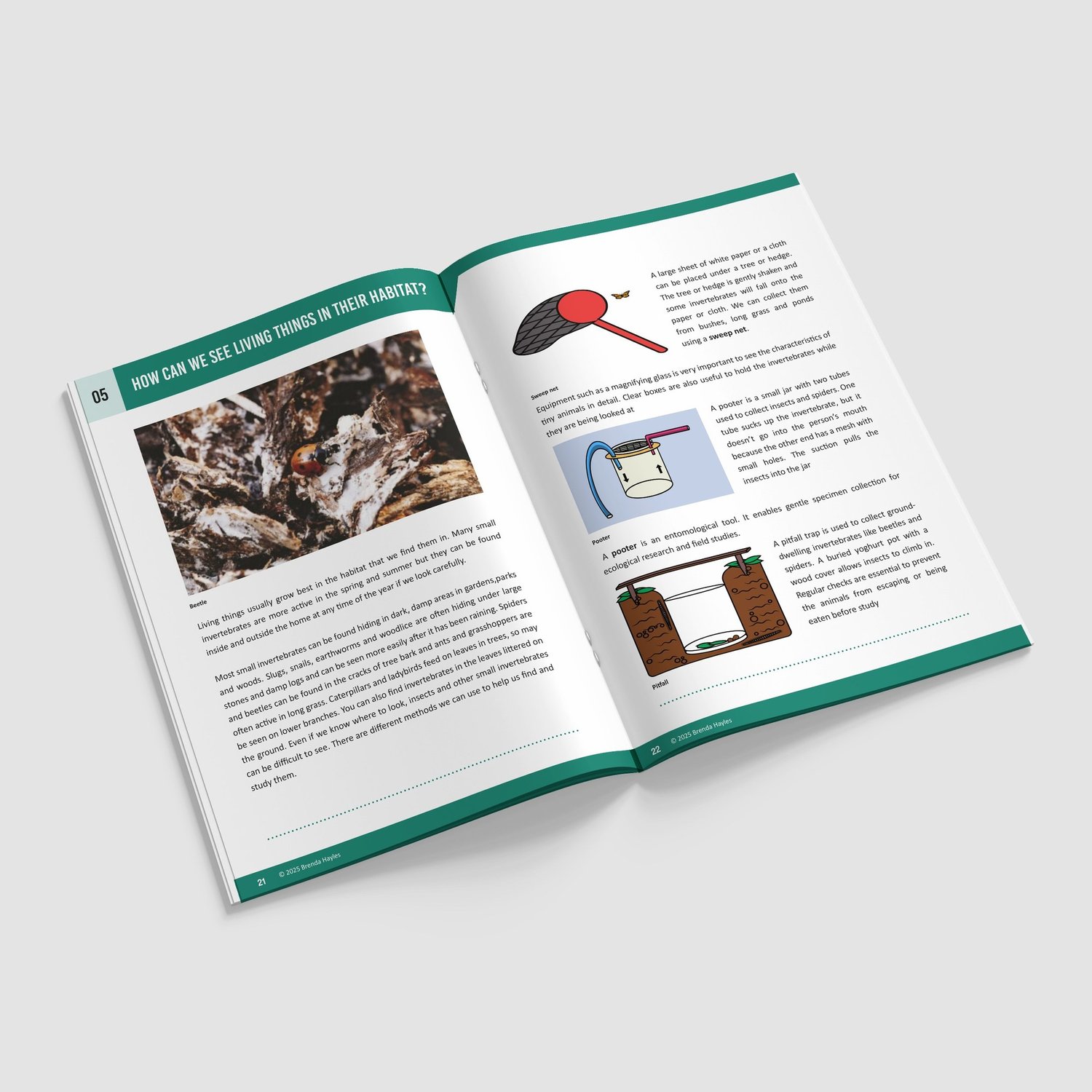 Living Things and Their Habitats Year 4 Booklet | KS2 Science Knowledge Book: Classification: preview page 3 of 4