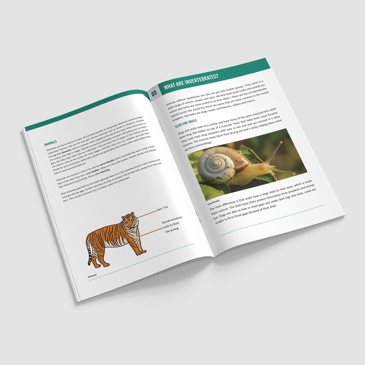 Living Things and Their Habitats Year 4 Booklet | KS2 Science Knowledge Book: Classification: preview page 2 of 4