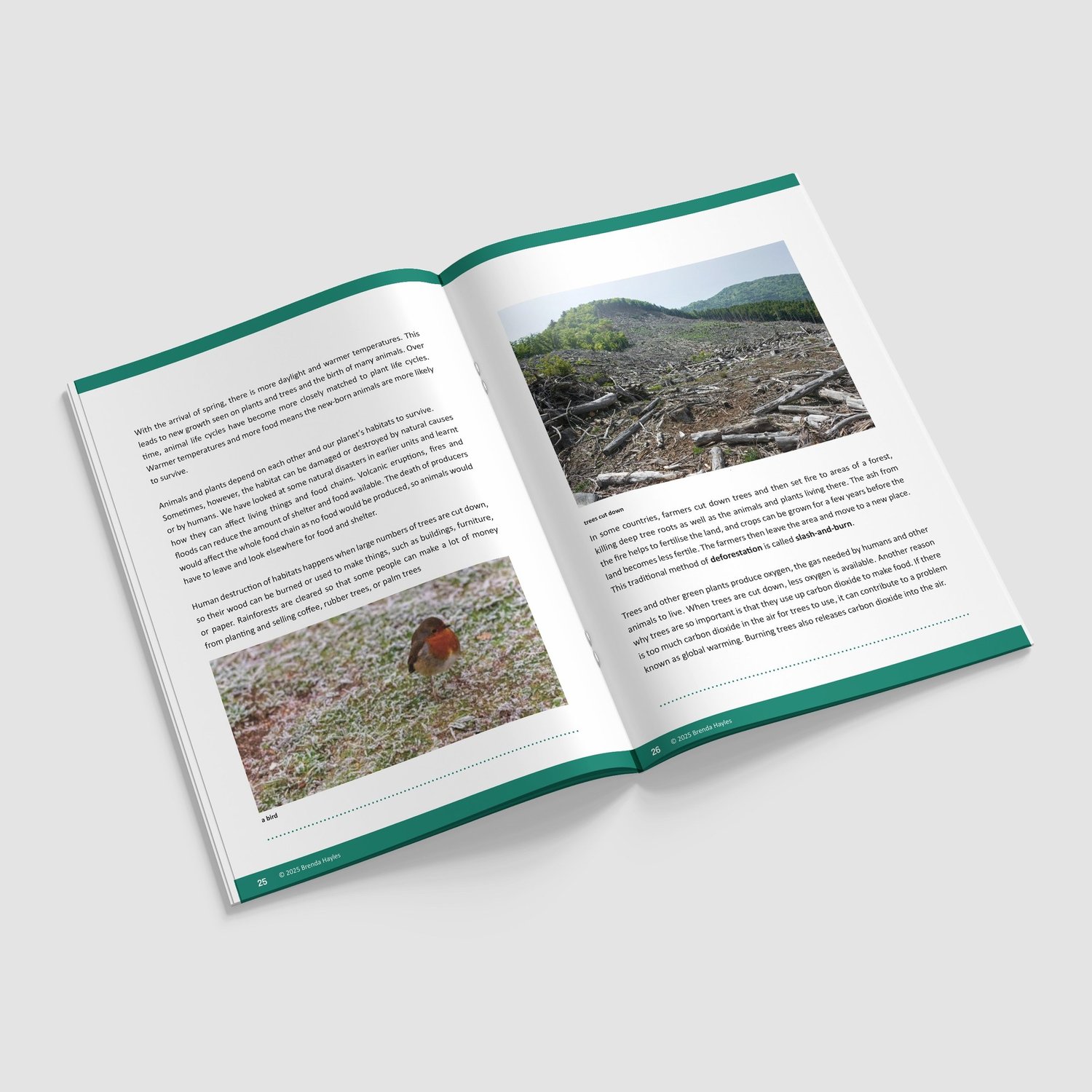 Living Things and Their Habitats Year 4 Booklet | KS2 Science Knowledge Book: Classification: preview page 4 of 4