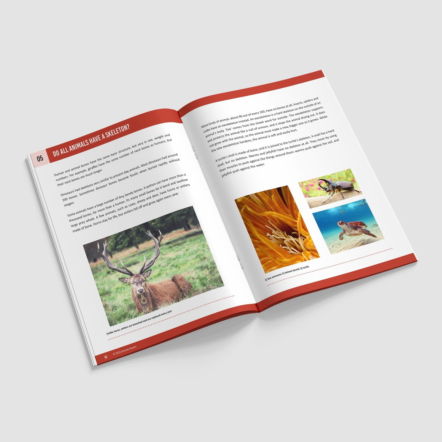 Animals Including Humans Science Booklet | Grades 3-5 | NGSS Aligned | Food and Bones: preview page 3 of 4