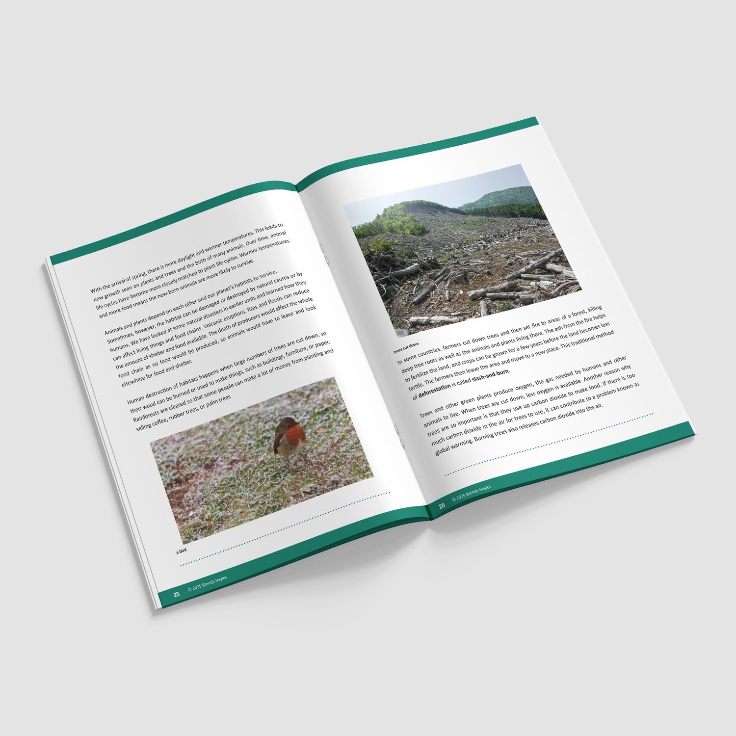 Living Things and Their Habitats Booklet | Grades 3-5 | NGSS Aligned | Classification Unit: preview page 4 of 4