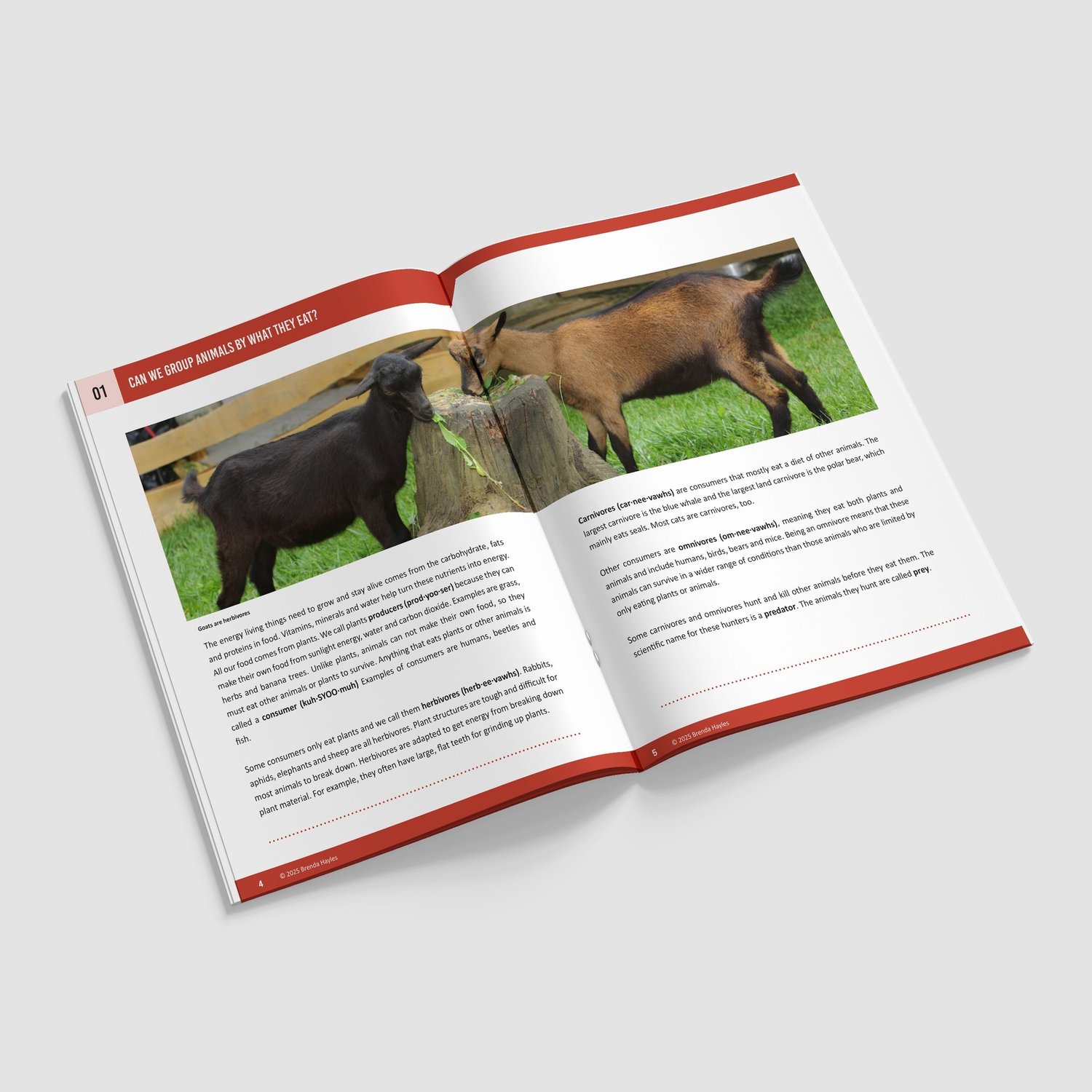 Animals Including Humans Science Booklet | Grades 4-6 | NGSS Aligned | Teeth and Digestion: preview page 2 of 4