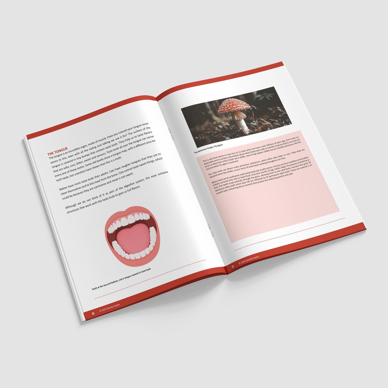 Animals Including Humans Science Booklet | Grades 4-6 | NGSS Aligned | Teeth and Digestion: preview page 3 of 4