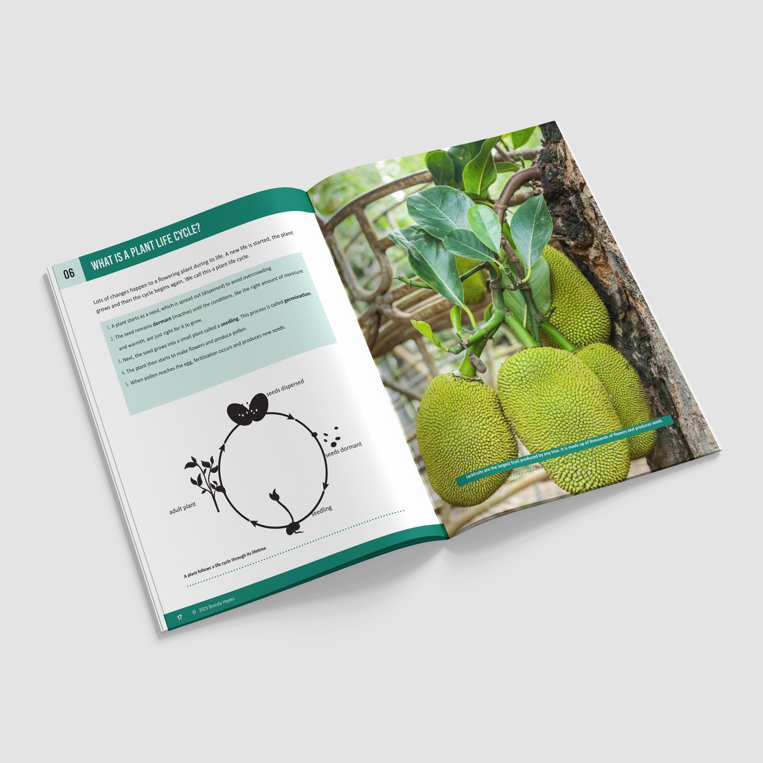 Plants Science Booklet | Grades 2-4 | NGSS Aligned | Roots, Water and Flowers: preview page 4 of 4