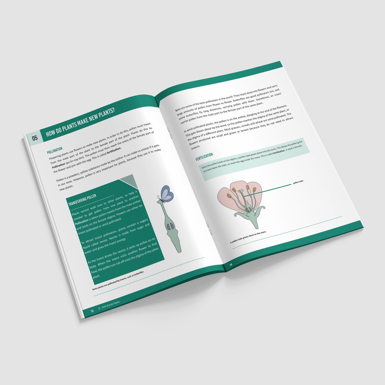 Plants Science Booklet | Grades 2-4 | NGSS Aligned | Roots, Water and Flowers: preview page 3 of 4