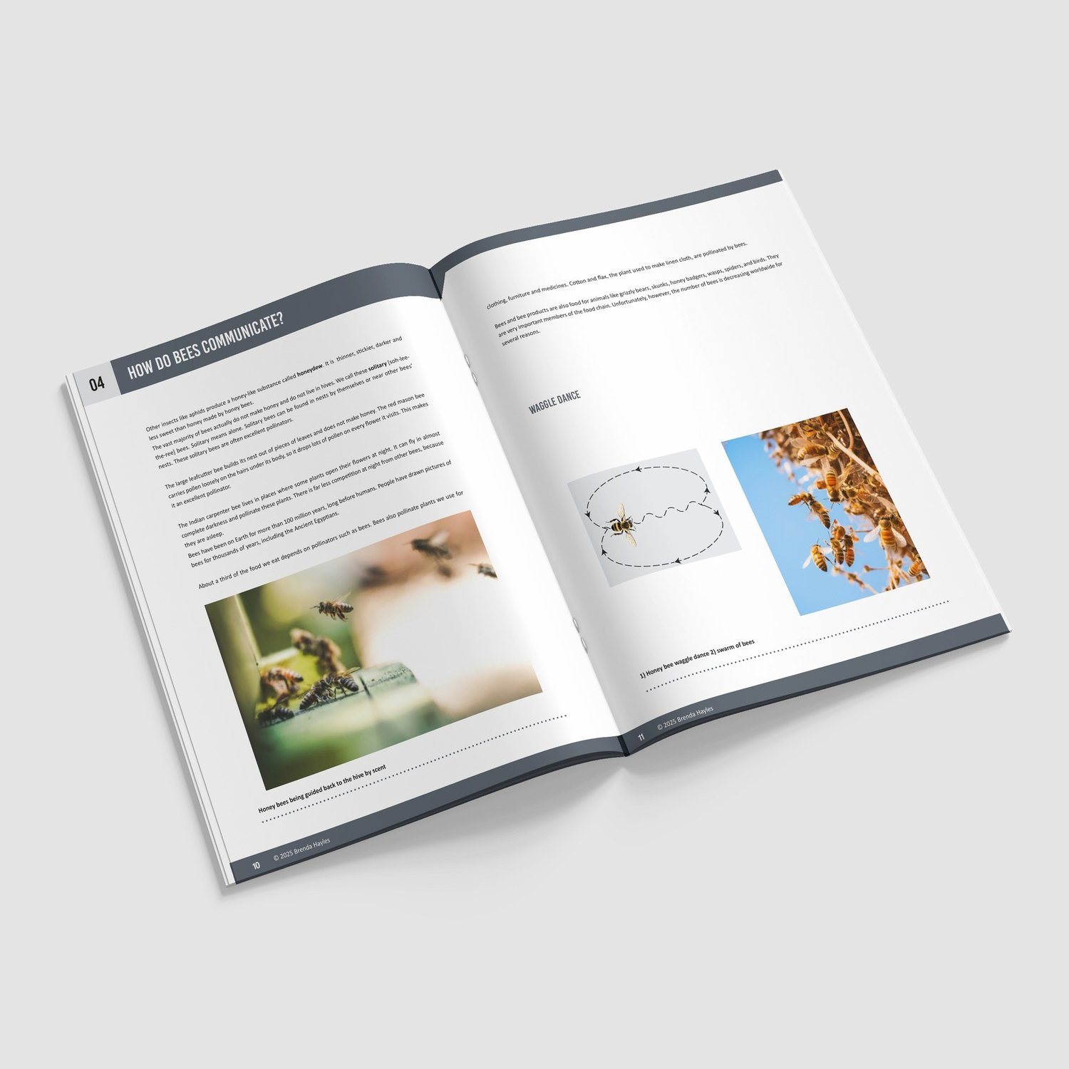 The Bee Project Science Booklet | Grades 2-4 | NGSS Aligned | Hives, Honey and Pollination: preview page 4 of 4