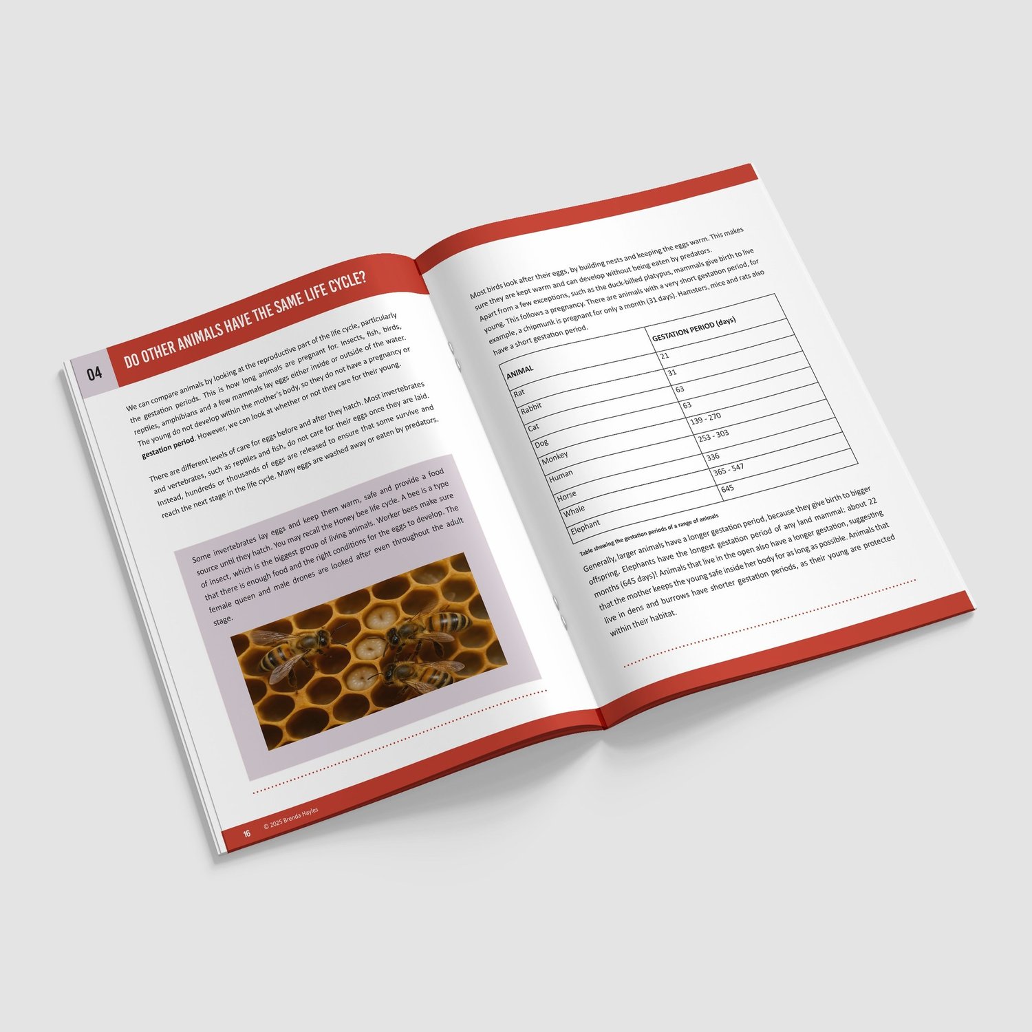 Animals Including Humans Science Booklet | Grades 3-5 | NGSS Aligned | Human Life Cycle: preview page 4 of 4
