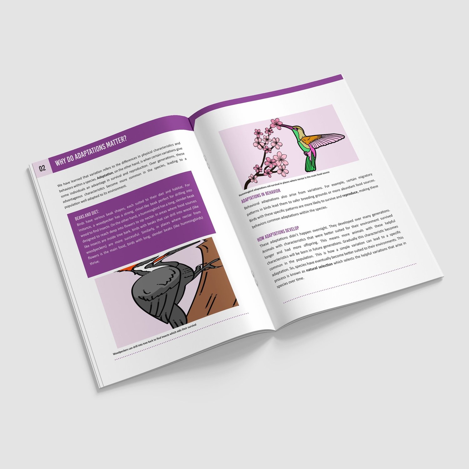 Evolution and Inheritance Booklet | Grades 3-5 | NGSS Aligned | Adaptation and Fossils: preview page 2 of 4