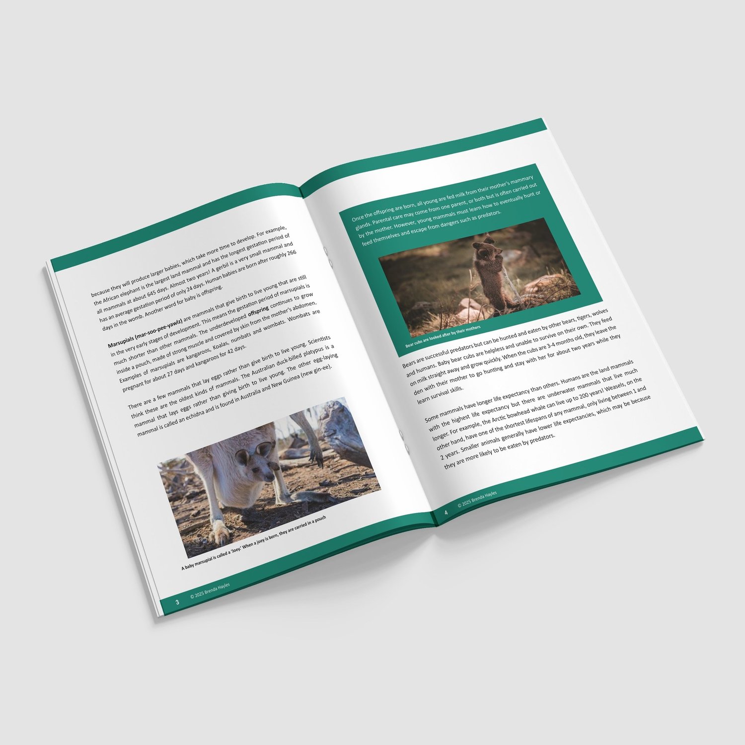 Living Things and Their Habitats Booklet | Grades 3-4 | NGSS Aligned | Life Cycles: preview page 2 of 4