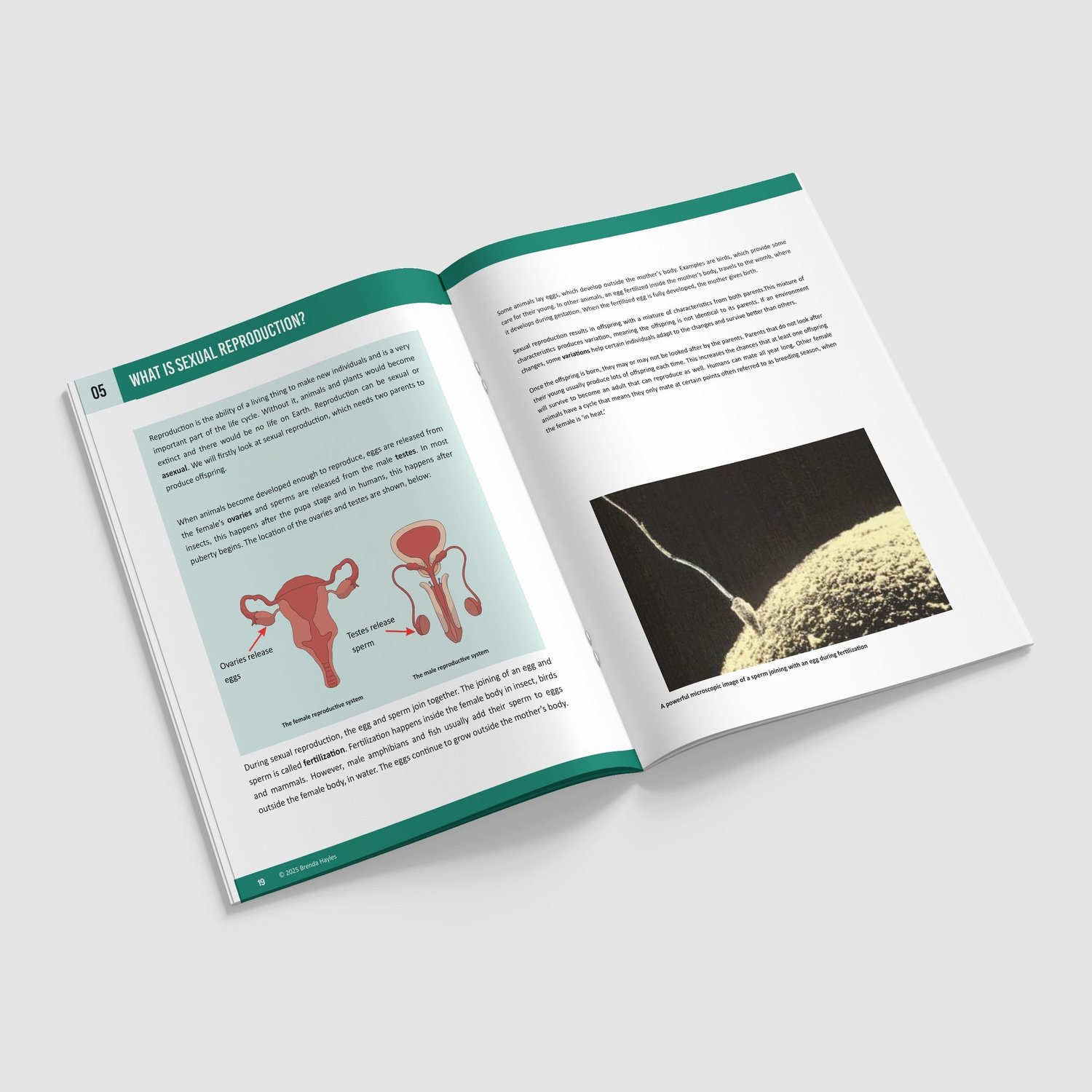 Living Things and Their Habitats Booklet | Grades 3-4 | NGSS Aligned | Life Cycles: preview page 3 of 4