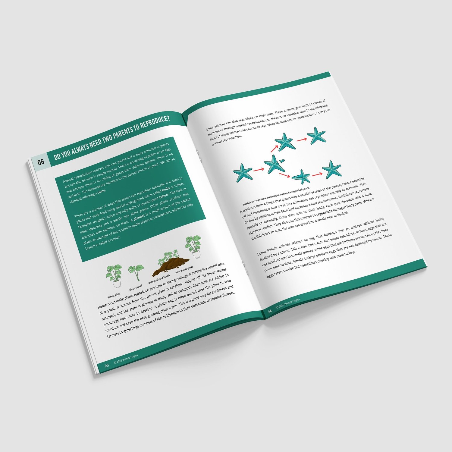 Living Things and Their Habitats Booklet | Grades 3-4 | NGSS Aligned | Life Cycles: preview page 4 of 4