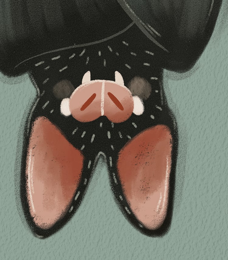 Cute bat procreate digital art with crayon style brushes