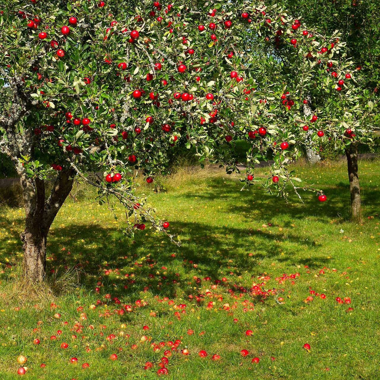 An apple tree in an orchard. Its trunk is to the left of the picture and the branches droop slightly over a grass path. It is covered in bright red apples and there are windfalls on the ground.