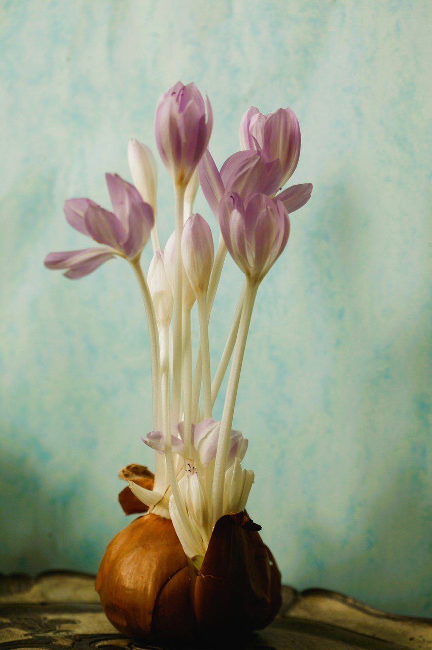 Colchicum byzanthinum