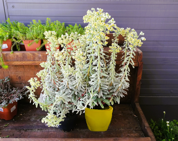 Euphorbia 'Silver Swan'  Sinonimia: Euphorbia characias  Cisne plateado - Cisne de Plata