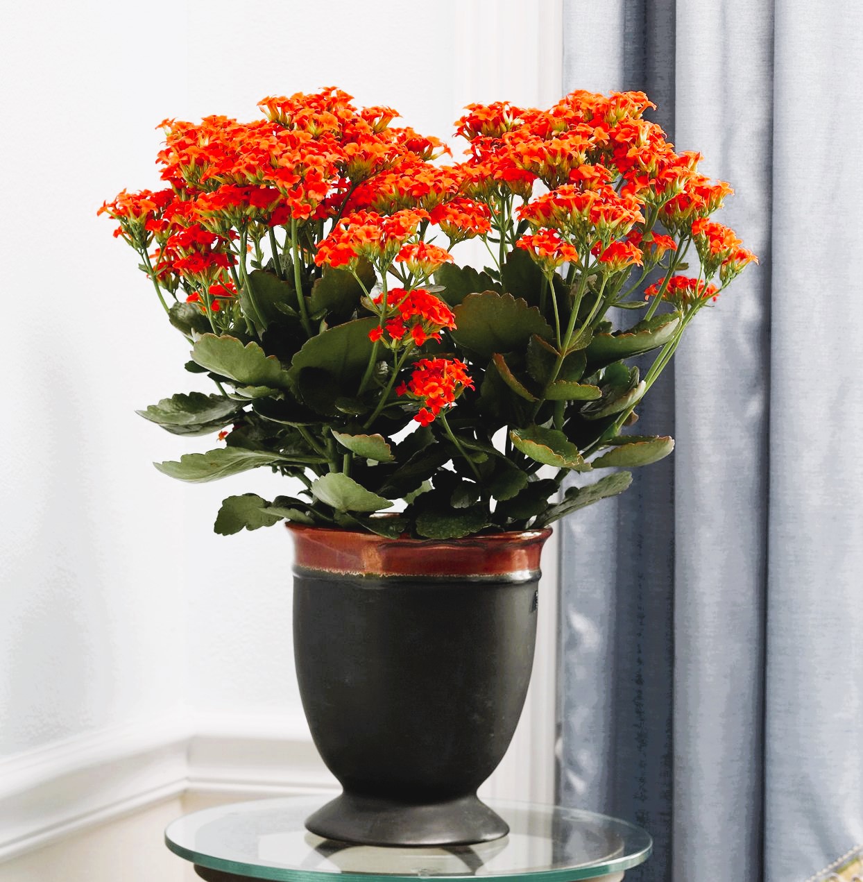 Kalanchoe suculenta flores naranjas