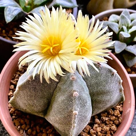 Astrophytum Myriostigma (Bishop's Cap Cactus)