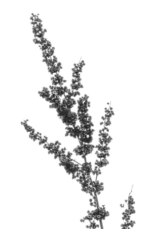 Flora Mono Print Fine Art