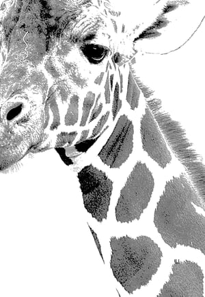 Giraffe Mono Print Fine Art