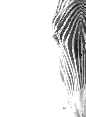 Zebra Fine Art Mono Print