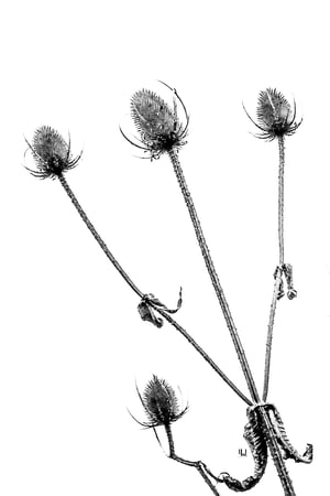Thistle Print Mono Fine Art