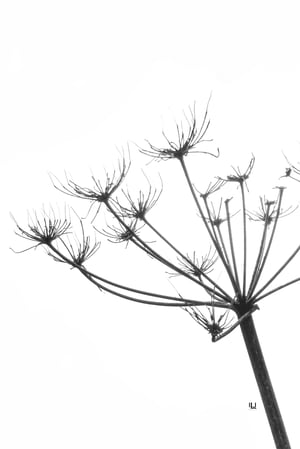 Autumn Joy Mono Art Print