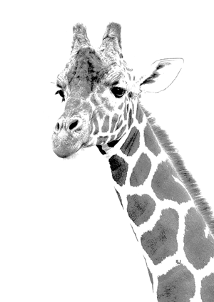 Full Face Giraffe